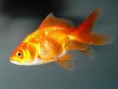 Pesci rossi 4-7 cm